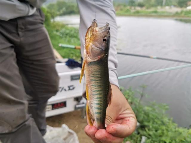 鲫鱼|误把“土鲶”当“塘鲺”,盘点几种常被认错的鱼,老钓手也分不清