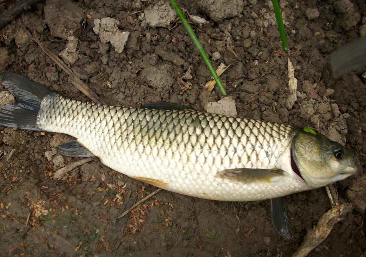 洪泽湖|洪泽湖退水出现砖块和绳索，网友疑似拋沉尸骨，却是钓鱼人打窝？