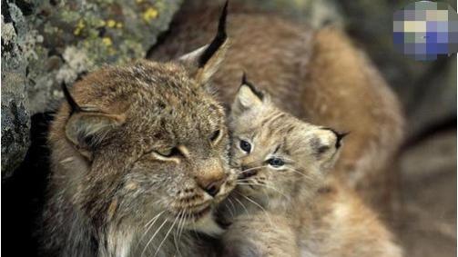 藏獒和猞猁进行殊死搏斗，猞猁可以坚持多久？为什么？