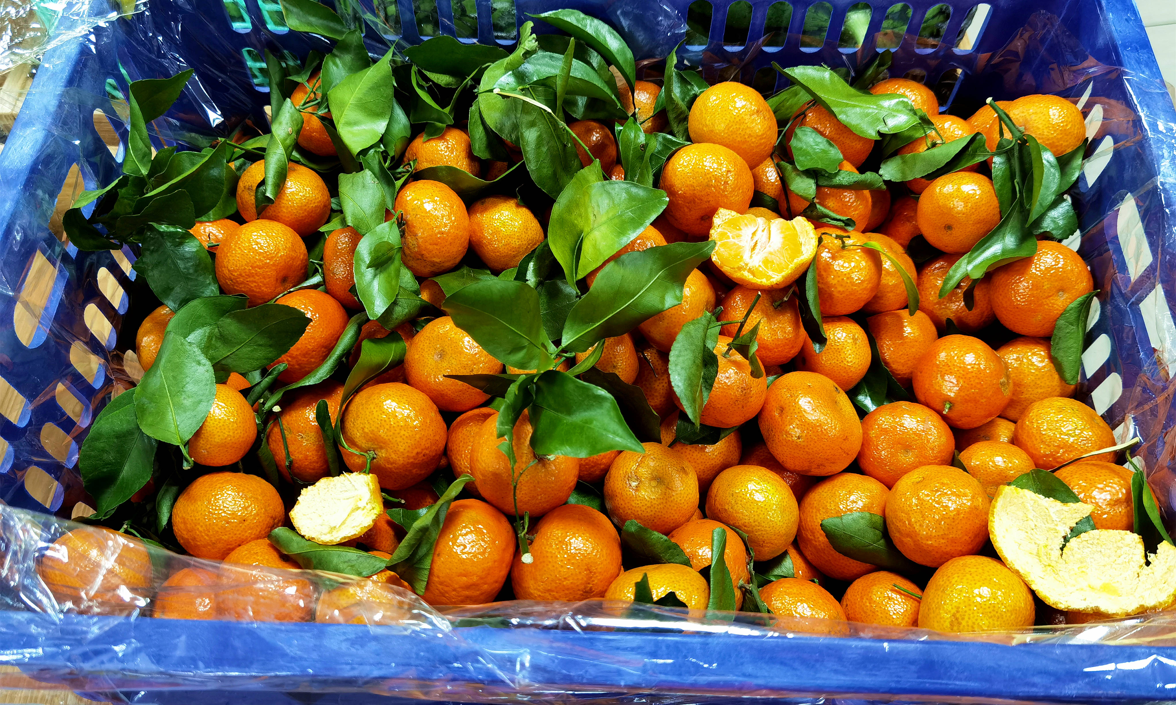 终于知道,为啥砂糖橘都是带叶卖,原来藏着“猫腻”,早知早受益