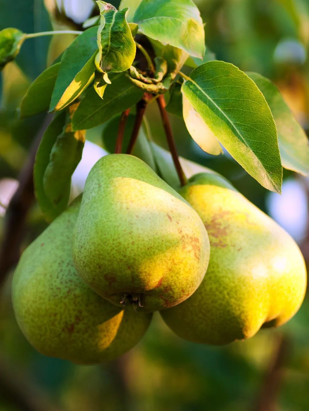 水果|8月份应季水果汇集！8月份吃这12种水果更适宜，水果控们别错过