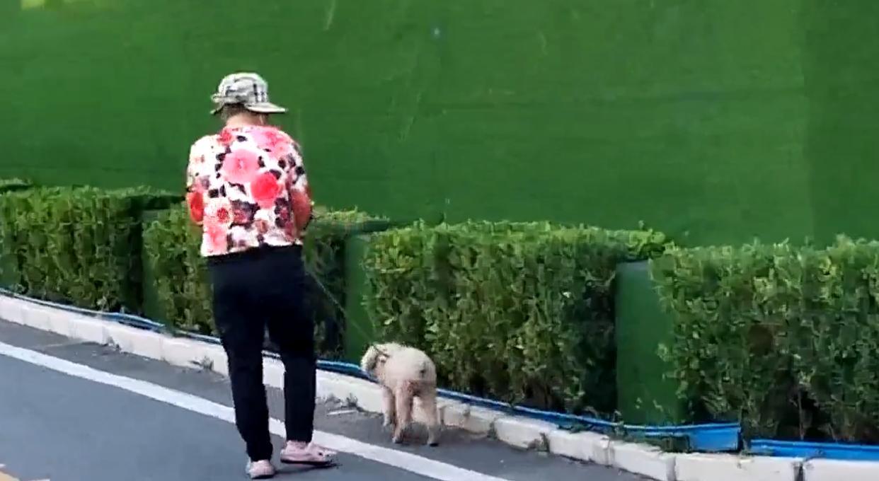 北京这个小区连死十多条宠物犬!投毒嫌疑人已到案,或将被判刑