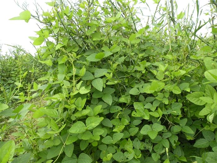 600平!江苏泗洪发现濒危野生大豆,价值堪比雪莲,却被当作杂草