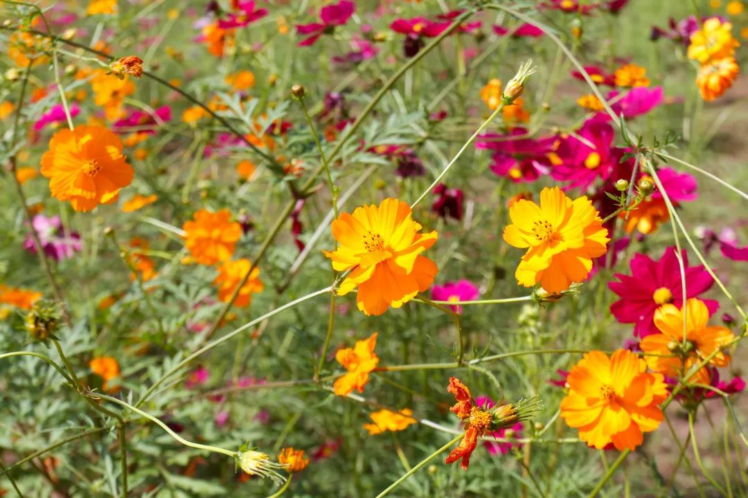 |秋日里的惊艳,开州的这个地方你去打卡了吗?