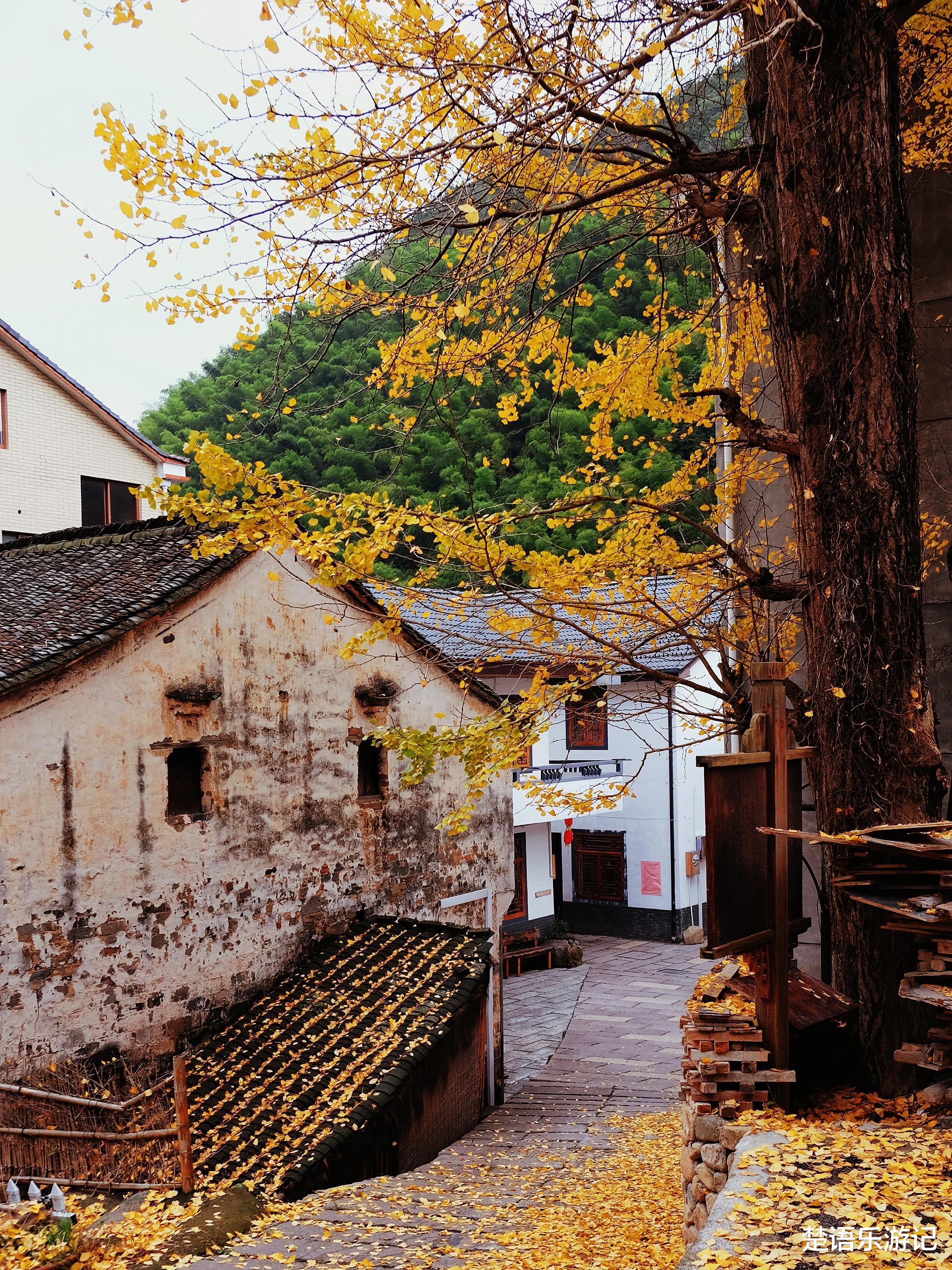 梯田|浙江这个古村有近500亩梯田，秋季风景美成画，成为有名的网红地