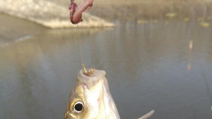 鲫鱼|怎样钓鲫鱼效果好？如何让大小通杀水到渠成，小中钓大不在话下？