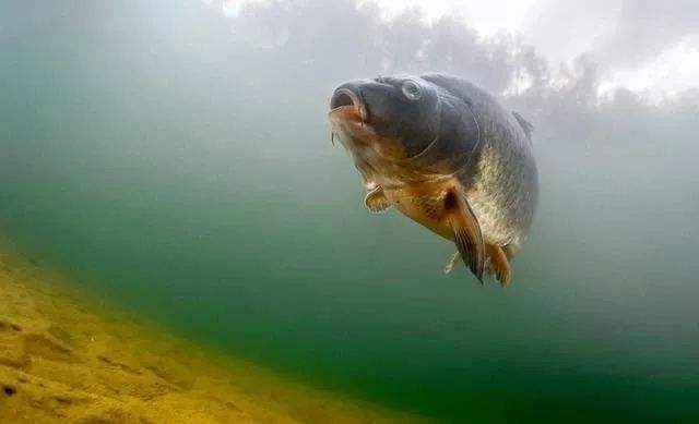 客服|变色夜光漂会不会惊吓到鱼?客服小哥说了实话,听听我的建议