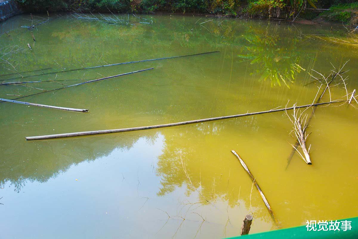 池塘|山村村民搞养殖,池塘里丢满竹枝,看为啥能“增收”