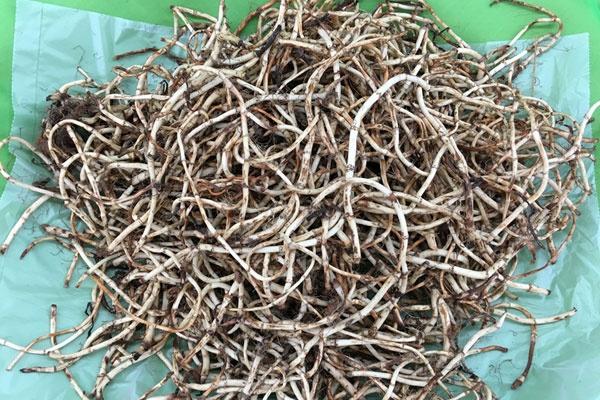 咳嗽|私处总是瘙痒有味是怎么了？常吃这3物，杀菌止痒，预防炎症复发