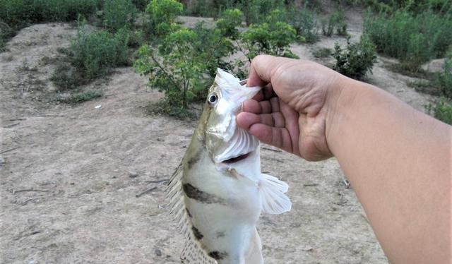 |这十大淡水鱼,是钓鱼时最有手感的鱼,你一共钓到了几种?