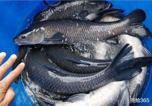 |湖南男子水库里野钓，罕见收获百斤重的“米级”大货，网友：放生