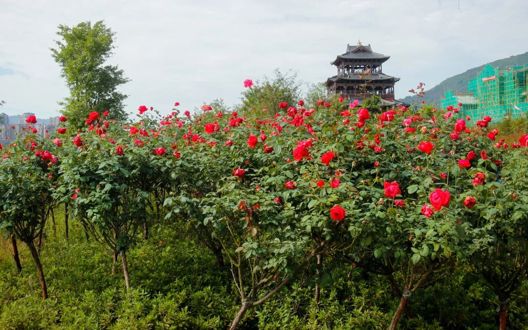 |秋日里的惊艳,开州的这个地方你去打卡了吗?