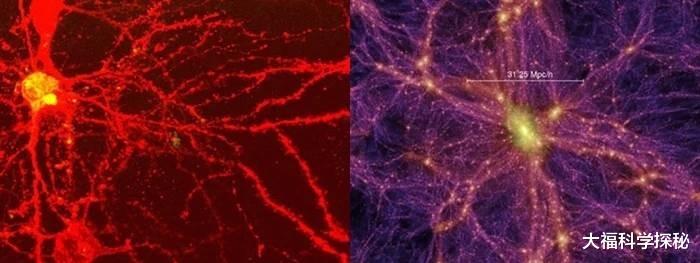 人体大脑等同于宇宙?人类生活在高维生物的大脑里?列举相似特点