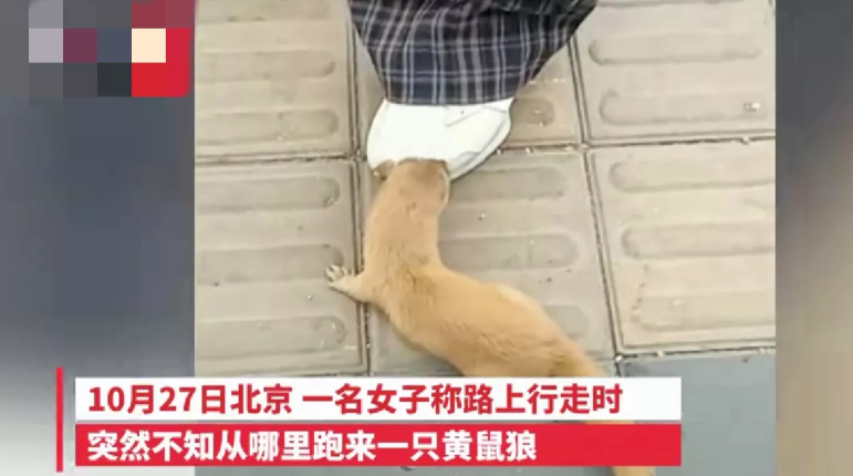 稀奇事!一女子正在路上行走,突然被一只黄鼠狼咬住女子的裤腿不松口