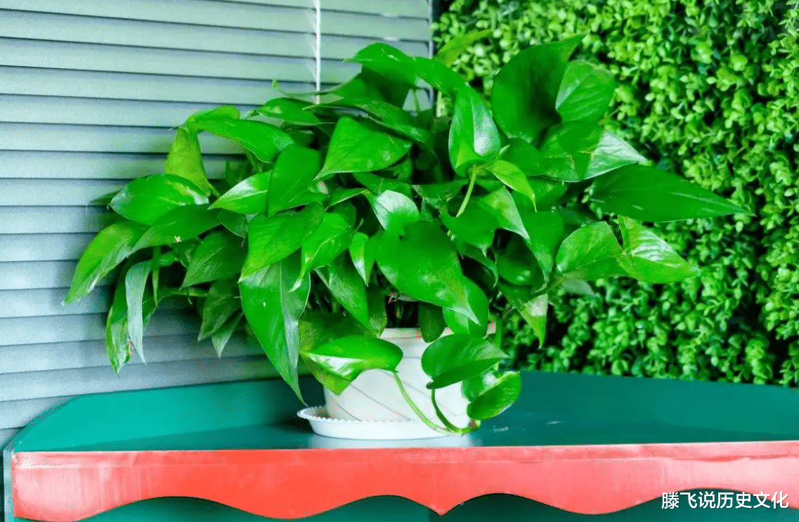 俗语:“一颗绿萝七个鬼”,家中为何不能放绿萝?1条禁忌要谨记