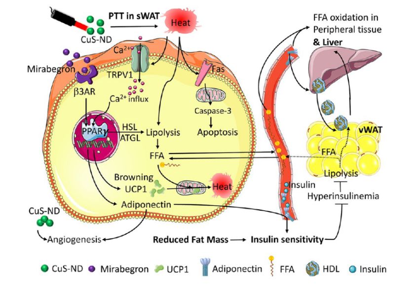 射手座 躺着也能瘦?新型光热+药物疗法,轻松减重15%,燃烧40%以上脂肪