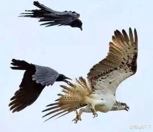 天下乌鸦不一般黑,乌鸦的智商仅次于人类