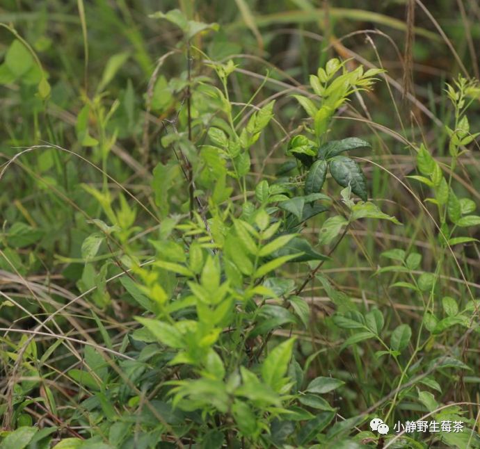 足浴|野生莓茶如何辨别好坏？野生莓茶的好处与功效您知道吗？