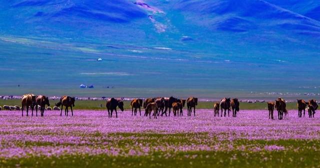 云冈石窟|为何西藏路边的神秘帐篷导游不让进入?当地姑娘说出实情