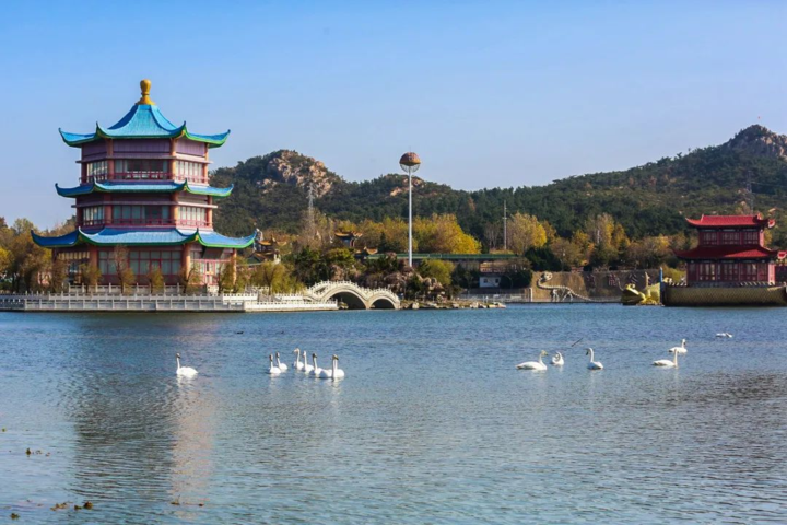 北京市|连续三年冬季到荣成拍天鹅整理出的最佳观赏点，良心推荐