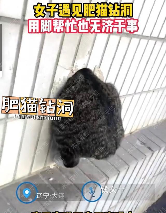 高峰 肥猫钻洞进不去,女子用脚帮忙也无济于事,网友着急:它是想出来