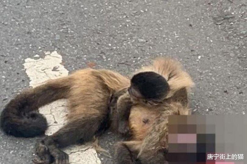 猴妈妈被车撞死,猴宝宝紧抓尸体不放,现场画面让人心碎