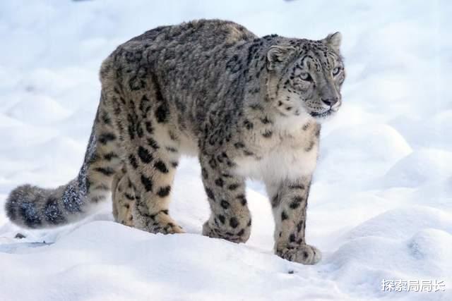 猞猁vs雪豹,当屠狼机器遇到狗熊杀手,谁会笑到最后呢?