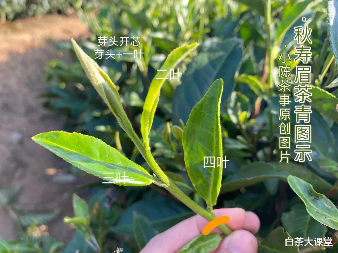 寿眉|网友评价,寿眉才算老白茶,商家不会将白牡丹称为老茶?