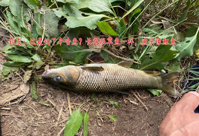 广东省|鲤草杂交?男子钓获奇鱼,草鱼身鲤鱼头,男子:担心是保护动物