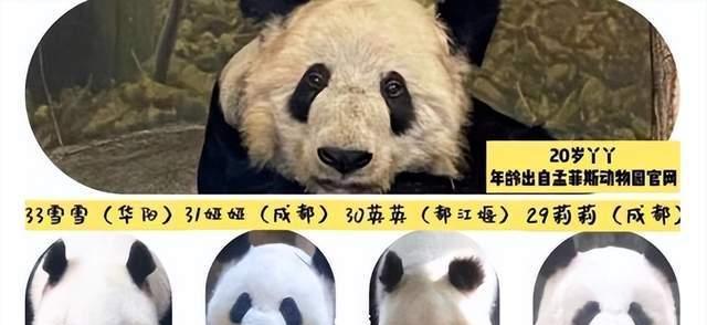 旅美大熊猫惨遭被欺负,跪地磕头要饭遭无视,它究竟发生了什么?