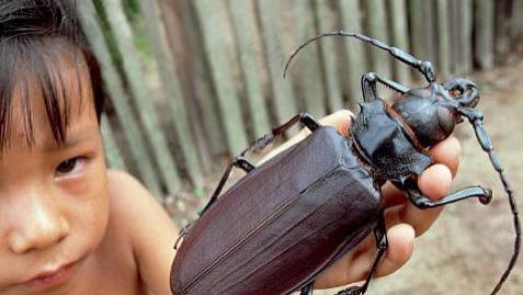 全球罕见的10大巨型生物：中国娃娃鱼榜上有名，日本螃蟹能吃人