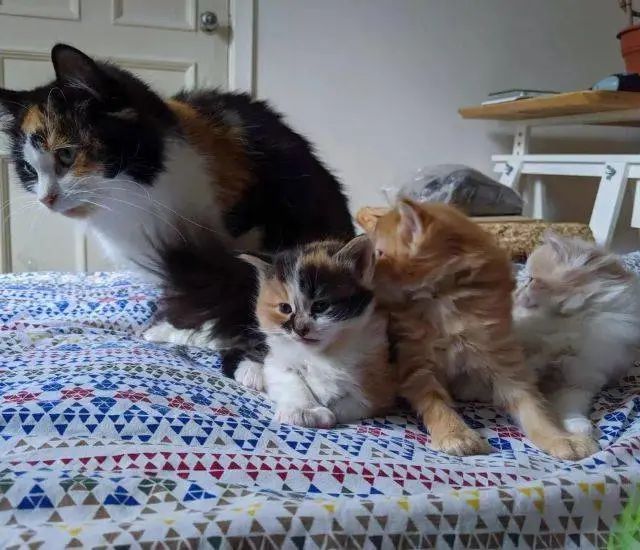 捡到一只漂亮猫咪，带去检查后发现，还有惊喜大礼包相送！
