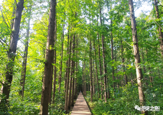 达古冰川|沧海遗珠的同里湿地公园