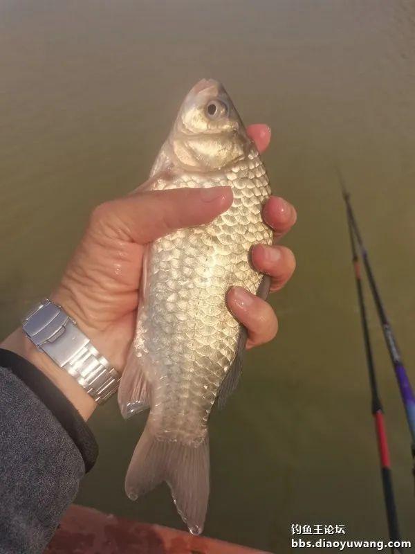 麝香|生鲜虾饵麝香米,板鲫喜欢得不行