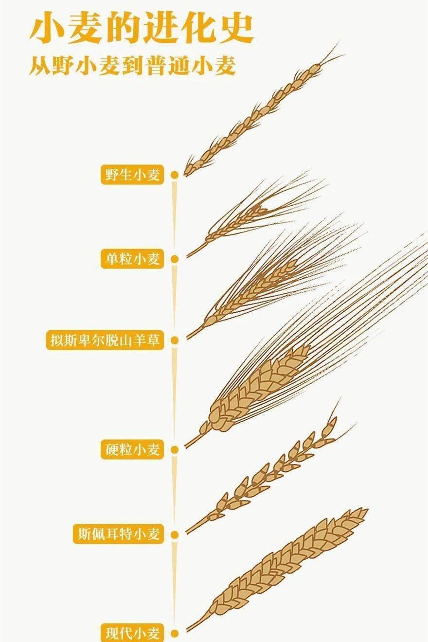 从西亚到中国, 从山羊草到栽培小麦, 史前一万年发生了怎样的演化