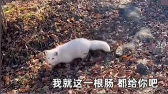 黑龙江哈尔滨，一男子上山办事，偶遇一只白狐，看其好像饿了