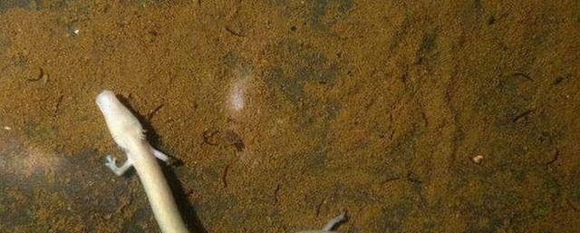 洞螈是一种什么生物?它有何神奇之处?