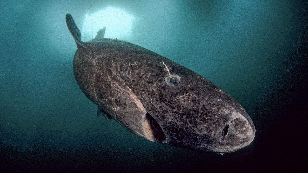 人类发现明朝时期鲨鱼,在深海种流浪512年,它怎么活到现代的?