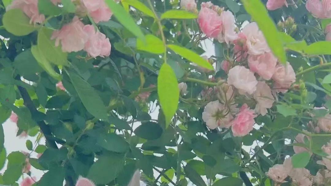 大疆无人机|“个人IP，未来最值钱的资产”