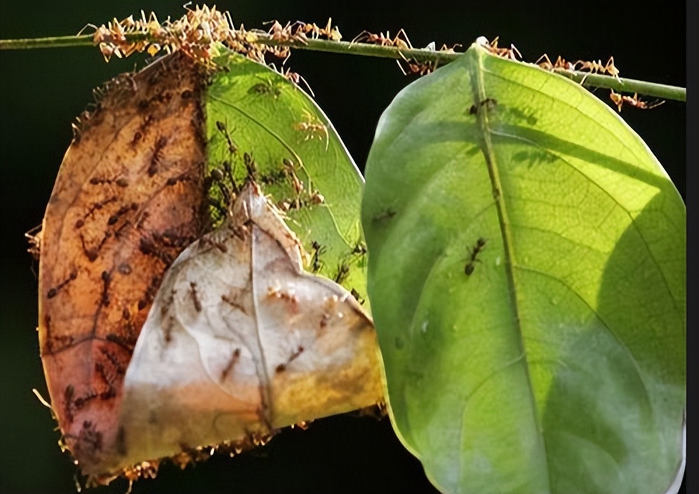 除了人类,蚂蚁是最成功的生物,它们是怎么攻占整个地球的?