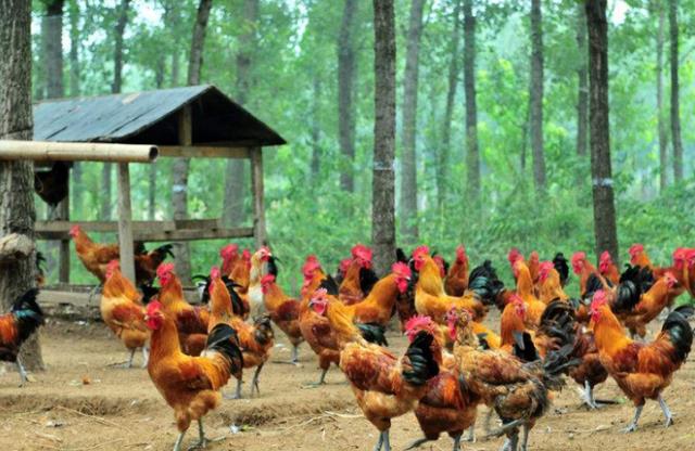 咏鹅|老农仿《咏鹅》写出《咏鸡》，全诗仅18个字，却斩获国家级文学奖