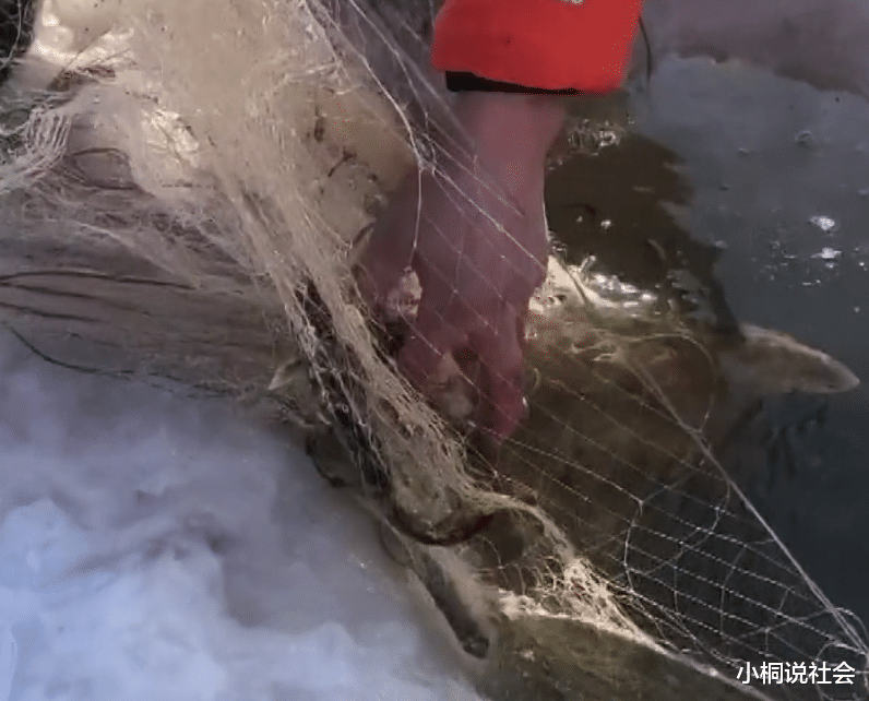 吉林女子零下20度冬捕捞出蛤蟆，蹦跶两下冻成雕塑，放水里又活了