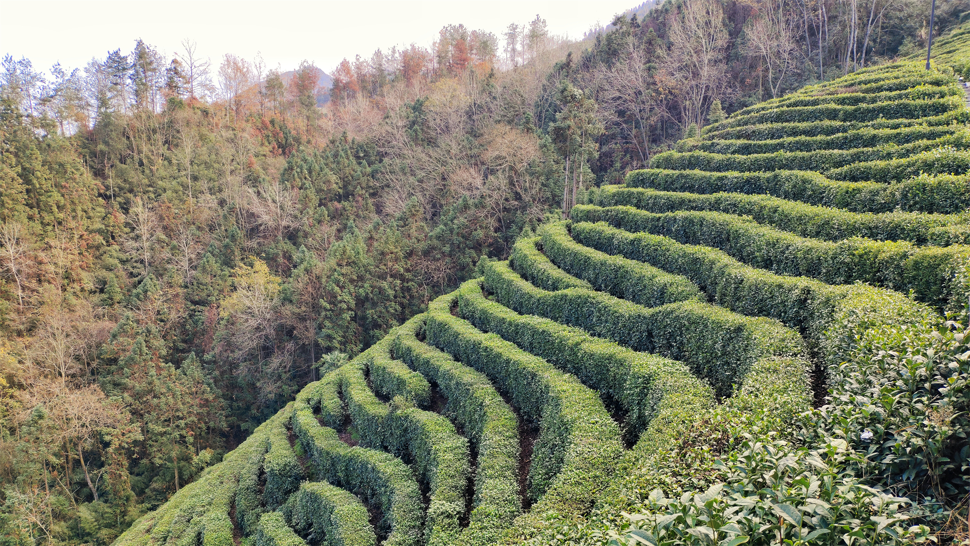 |初冬时节，长安茶山乡村风景宜人