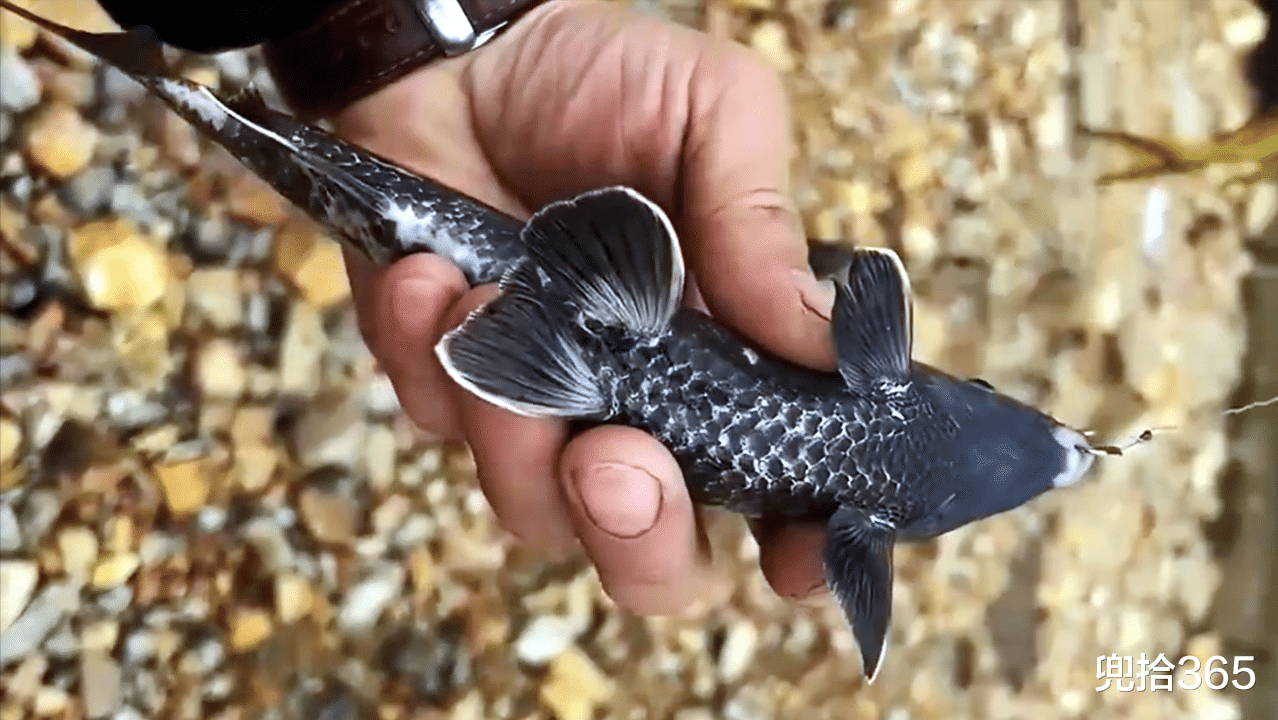 |是清道夫劈腿还是鲫鱼出轨?男子钓了半辈子鱼,被一黑鱼弄懵圈了