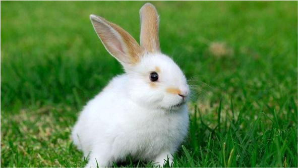 旧爱|心理测试：选一只你觉得最可爱的兔子，测在你身边谁最疼爱你