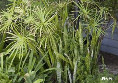 大门口最适合摆哪些物品