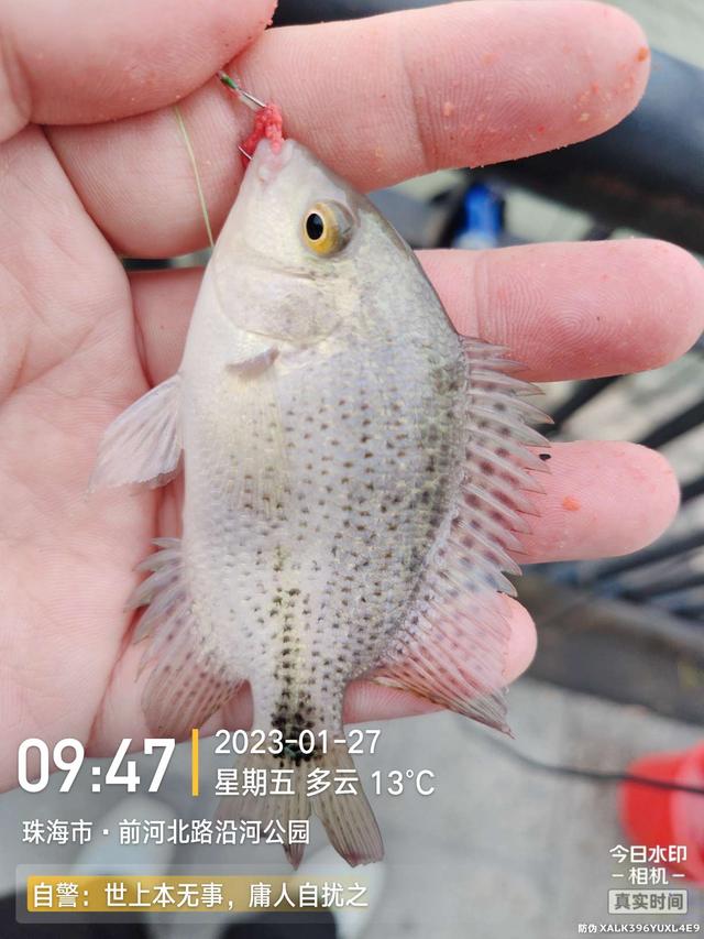 |老地方新收获!“老情人”终究禁不住念叨