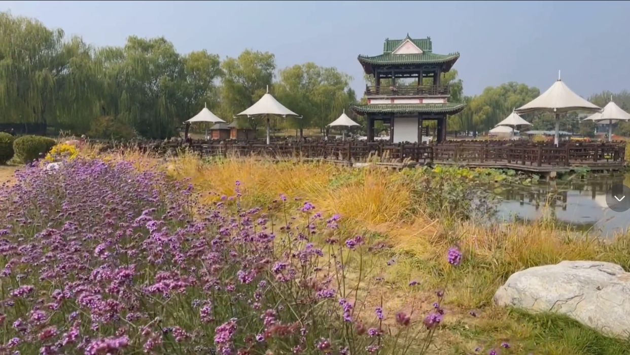 北京市|北京今秋最后花海，鲜花绽放树叶金黄，景色优美游客却少