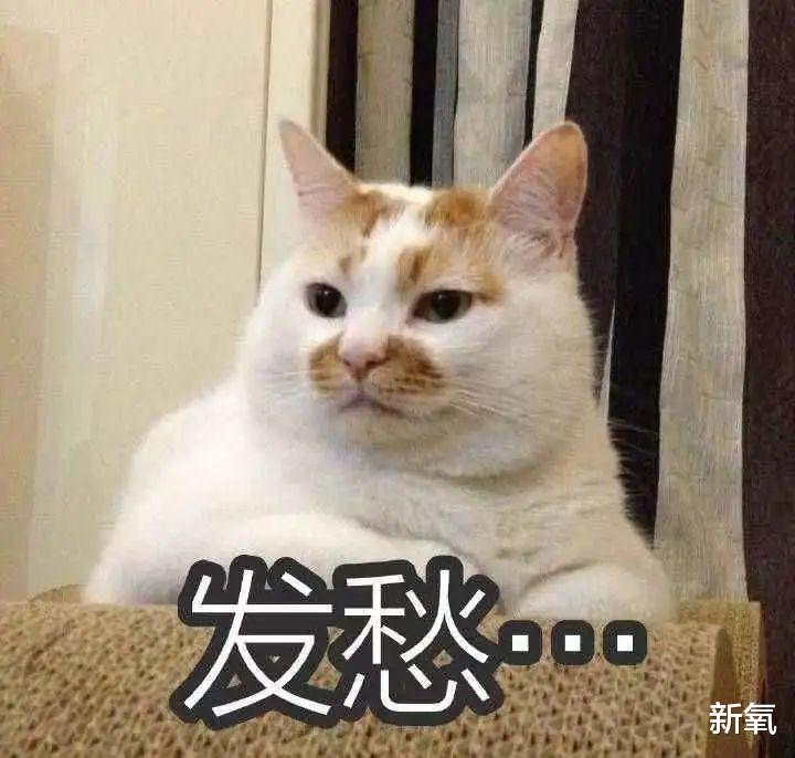 殷世航|小猪先生婚礼嘉宾阵容强大，夺笋网友：看你怎么一见钟情