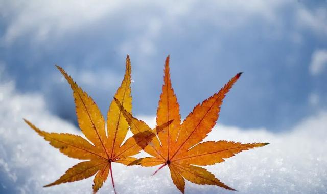 银装素裹分外妖娆，送你6个雪景摄影技巧，留住雪后惬意时光